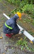 台风后的深圳：锯树 切杆 争分夺秒恢复市容