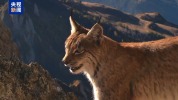 珍稀“猞猁”首现白马雪山！巴美保护地添旗舰物种