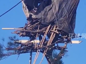 南非男子失去父母住树顶求平静