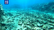 自然资源部：2025年南海区海洋生态状况总体稳定