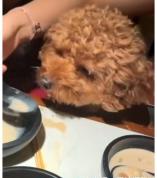 顾客带3条犬进百果园 用试吃叉投喂 引发网友热议