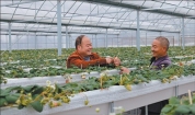 乌蒙山的石头地，真能种出花！