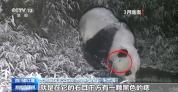 罕见！野生大熊猫同点位高频活动