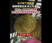 女子被板栗砸伤眼睛里挑出刺 提醒勿直视捡拾