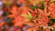 一年中最舒爽的“橙黄橘绿”时节 秋高气爽好天气