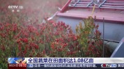 供应充足、价格稳定 双节假期“菜篮子”有保障