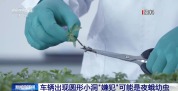 小心被虫啃出小圆洞 经常户外停车的要注意这类树