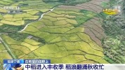 秋收好“丰”景 多地特色农产品迎来采收季
