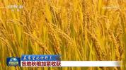 【在希望的田野上】各地秋粮加紧收获