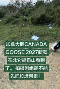 加拿大鹅翻车：环保人设崩塌
