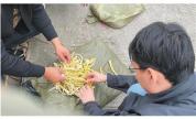 一县查获1900公斤硫磺熏笋仅罚500元 监管难题待解