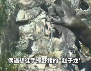 男子路遇野猪想抓回家生小猪 欲生擒致其跳崖求生
