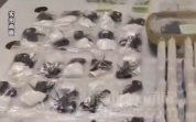 男子带398只活物进境10只暂无中文名 海关提醒：未经许可不能携活体动植物入境