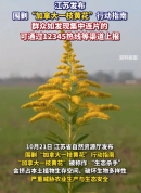 江苏发布围剿加拿大一枝黄花指南 市民发现集中连片植株可通过‌12345热线‌上报