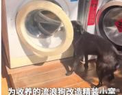 男子用旧洗衣机为流浪狗改造精装小窝 网友点赞创意改造