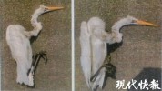 偷捕300余只“三有”鸟类，男子获刑还要赔偿17.65万元