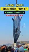 山东日照捕获260余斤鲅鱼王 罕见大鱼引关注
