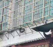 贵州一小区现眼镜王蛇，重达16斤