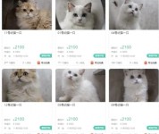 12只猫咪被法拍替主人还2万欠款，网友：原来养猫还能助我东山再起