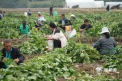 女子朋友圈招工摘毛豆来了200多人 老板已回绝100多人：太多了，我管不过来
