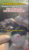 主人回应买玉米喂鸭结果压死44只：很伤心也很无奈