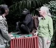 珍古道尔去世前一周采访 呼吁与自然和谐相处