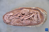 我国发现保存在恐龙蛋化石中的完美胚胎