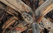 古代建筑“上梁”有何讲究？