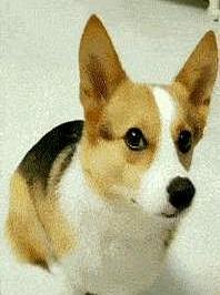 这辈子卖得临了悔的一只狗 又恨又爱的柯基