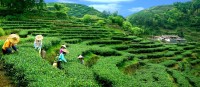 중국 세계중요농업문화유산 18건으로 증가… 세계 1위