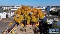 쑤저우의 3백살 된 은행나무 최적의 관상기 맞아
