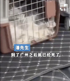 猫咪全被闷死？广州司机致猫死亡事件疑反转
