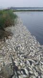 越南一水库数十万条鱼因高温死亡 干旱致灾，鱼群覆没
