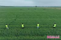 山东青岛219万亩小麦完成“一喷三防”作业 护航夏粮丰产丰收