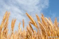 小麦“一夜大变”！猛烈涨价机会真来了？