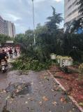 合肥狂风暴雨吹倒多棵大树 交通堵塞逾一小时