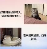 猫咪挨骂后的表情笑翻众人 喵星人心声大曝光