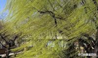 “十八遇北风，遍地起坟头”，二月十八啥日子？刮北风咋了？