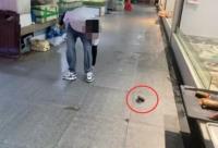 买鱼不宰杀遭商贩扔秤砣 市场商户被停业调查