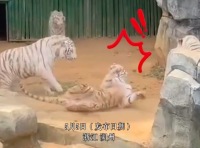 景區(qū)回應園內一老虎疑遭同類霸凌：動物都有野性，何況老虎