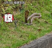 司機(jī)驚魂瞬間：一米多長(zhǎng)眼鏡王蛇盤踞路邊