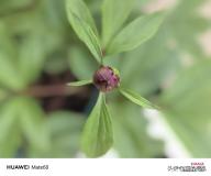 女子記錄加速版芍藥開花全過程 雖然會凋謝但來年依然陽光燦爛