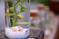 科學(xué)家發(fā)現(xiàn)違反生殖規(guī)律細(xì)胞 可能改變生物學(xué)