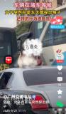 路上堵車女子從車中探出身體 安全隱患引熱議