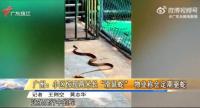 廣州一小區(qū)驚現(xiàn)2米長(zhǎng)滑鼠蛇 物業(yè)迅速撒驅(qū)蛇粉處理