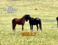 牧民激情解說馬群打架 網(wǎng)友：全程盯著解說忘看馬打架了