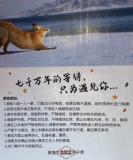 新疆賽里木湖景區(qū)SUV玩漂移 破壞生態(tài)引眾怒