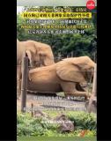 上海野生動(dòng)物園回應(yīng)大象群體霸凌 已采取保護(hù)措施