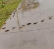 男子雨后騎車(chē)被魚(yú)群擋路,，只能小心翼翼繞行