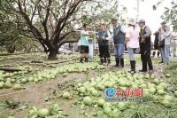 “丹娜絲”吹倒臺(tái)灣40多年歷史牌樓 臺(tái)風(fēng)致全臺(tái)災(zāi)情嚴(yán)重